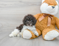 6 week old Poodle Puppy For Sale - Premier Pups