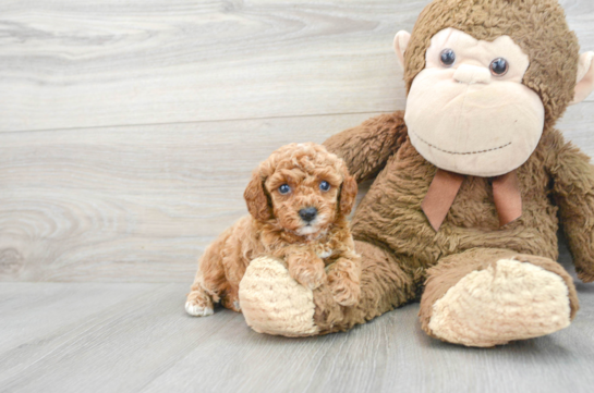Poodle Pup Being Cute