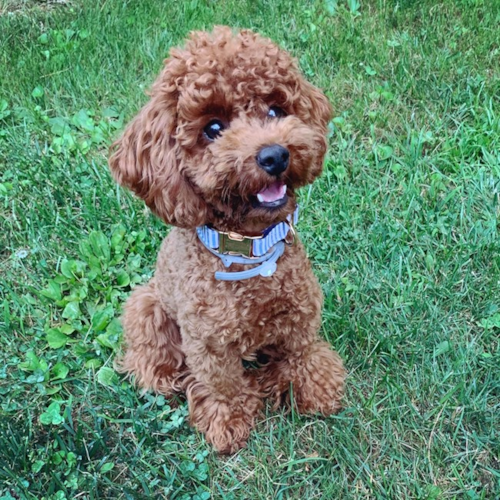 Brown Mini Poodle sitting on the lawn