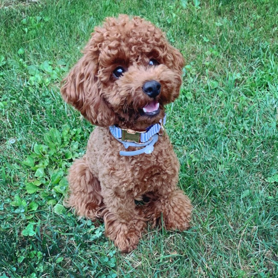 Poodle Puppy For Sale - Premier Pups