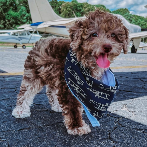 Brown Merle Poodle wearing a scarf