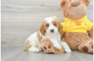 Smart Pudle Purebred Puppy