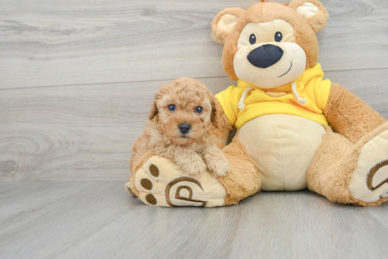 Akc Registered Poodle Baby