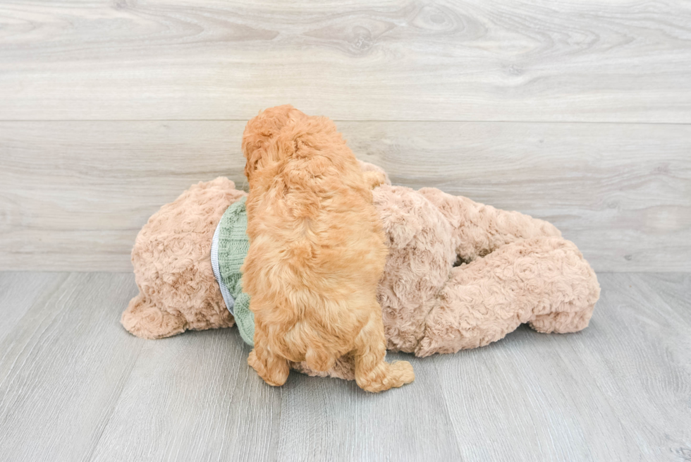 Cute Poodle Ryder: 4lb 4oz Purebred Puppy