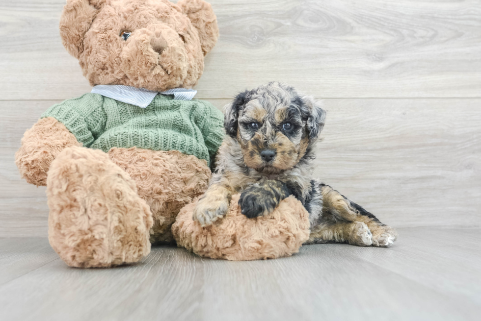 Hypoallergenic Poodle Baby