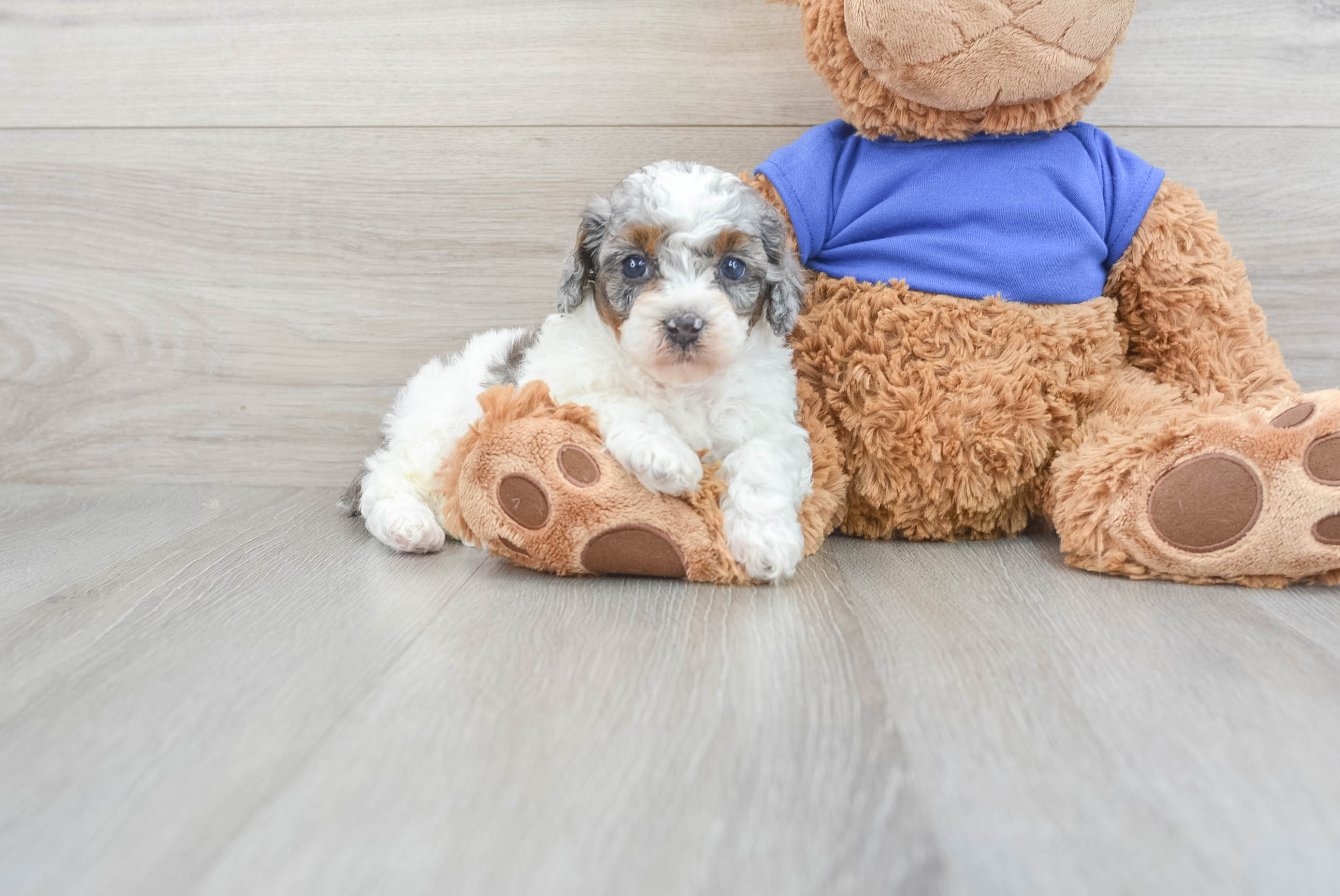 Baby poodles for outlet sale