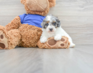 8 week old Poodle Puppy For Sale - Premier Pups