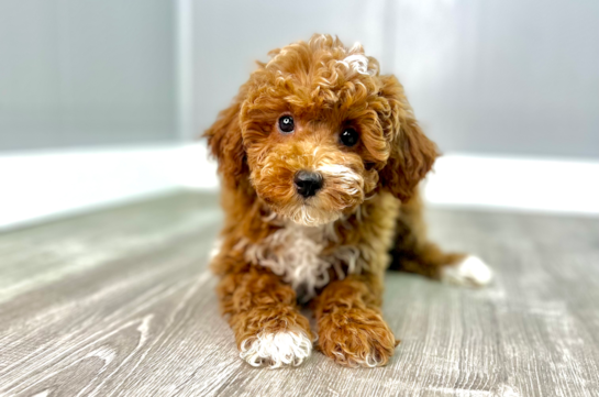 Poodle Puppy for Adoption