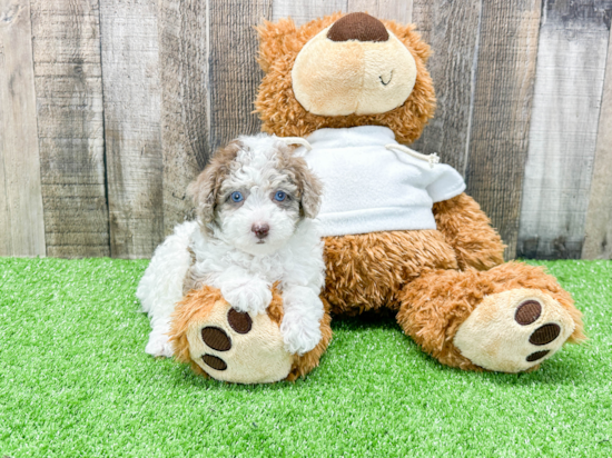 Petite Pudle Purebred Puppy