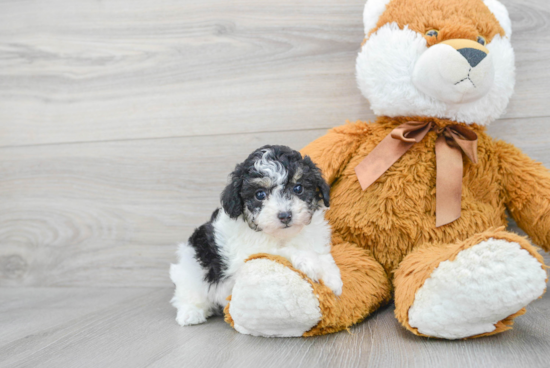 Poodle Pup Being Cute