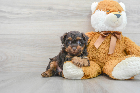 Petite Pudle Purebred Puppy