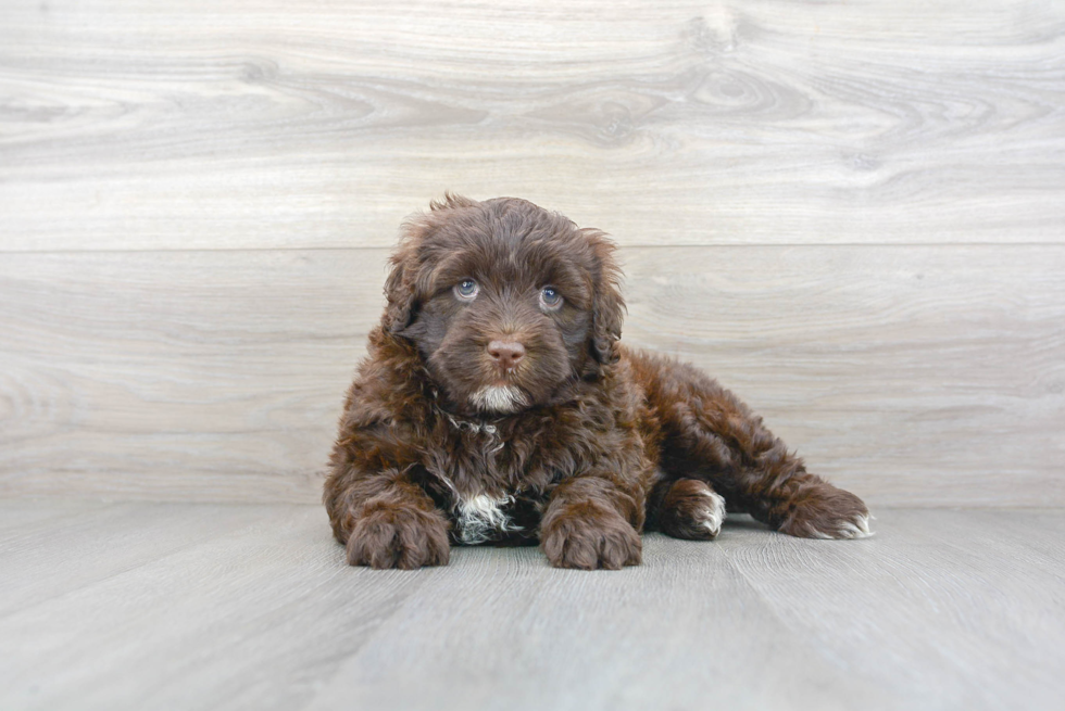 Meet Kay - our Portuguese Water Dog Puppy Photo 2/3 - Premier Pups