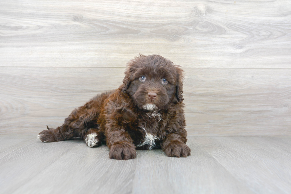 Meet Kay - our Portuguese Water Dog Puppy Photo 1/3 - Premier Pups