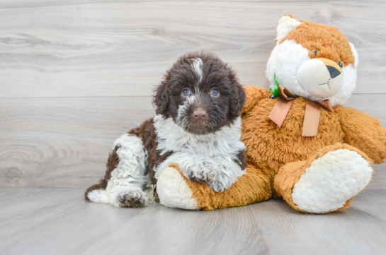 Playful Portuguese Water Dog Baby