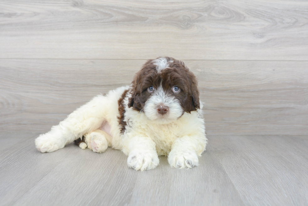 Meet Khalessi - our Portuguese Water Dog Puppy Photo 2/3 - Premier Pups
