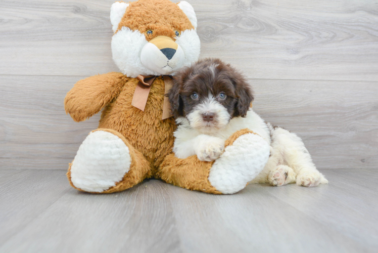 Meet Mandalay - our Portuguese Water Dog Puppy Photo 1/2 - Premier Pups