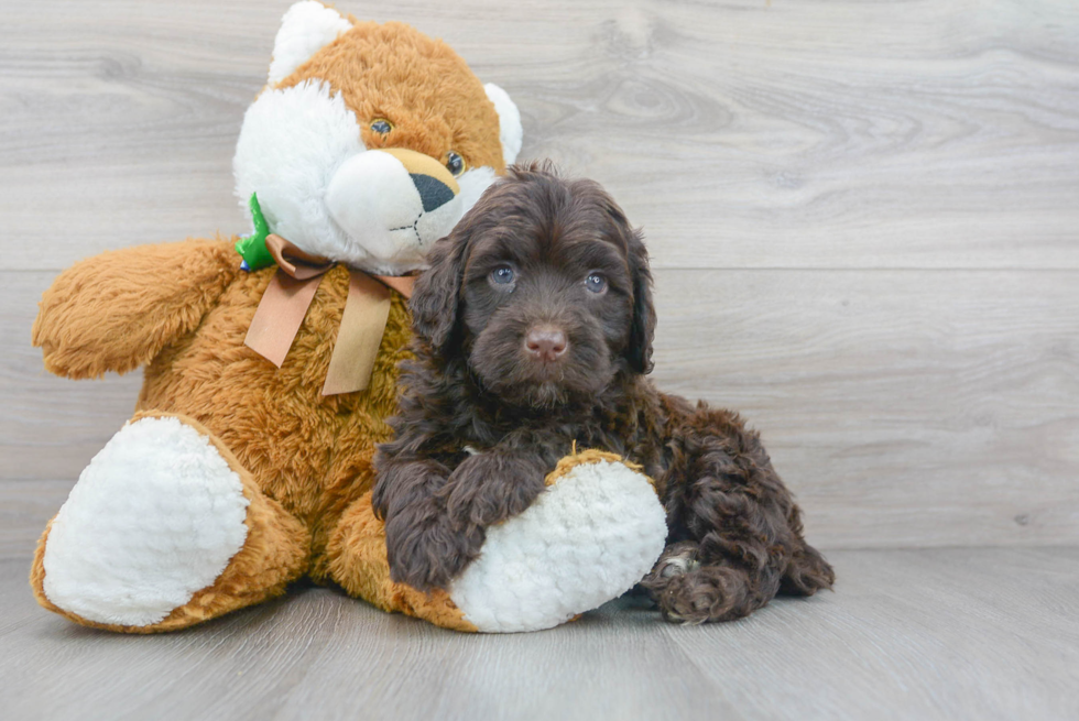 Meet Manny - our Portuguese Water Dog Puppy Photo 1/3 - Premier Pups