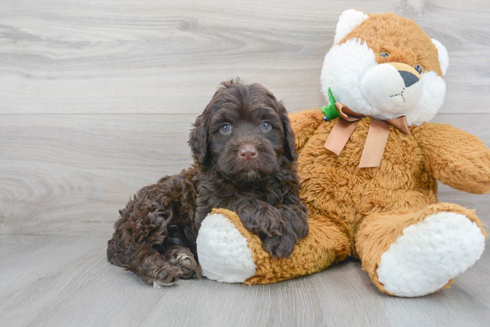 Meet Manny - our Portuguese Water Dog Puppy Photo 2/3 - Premier Pups