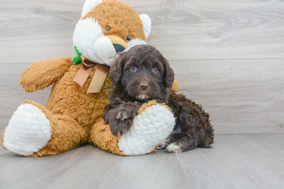 Meet Marley - our Portuguese Water Dog Puppy Photo 1/3 - Premier Pups