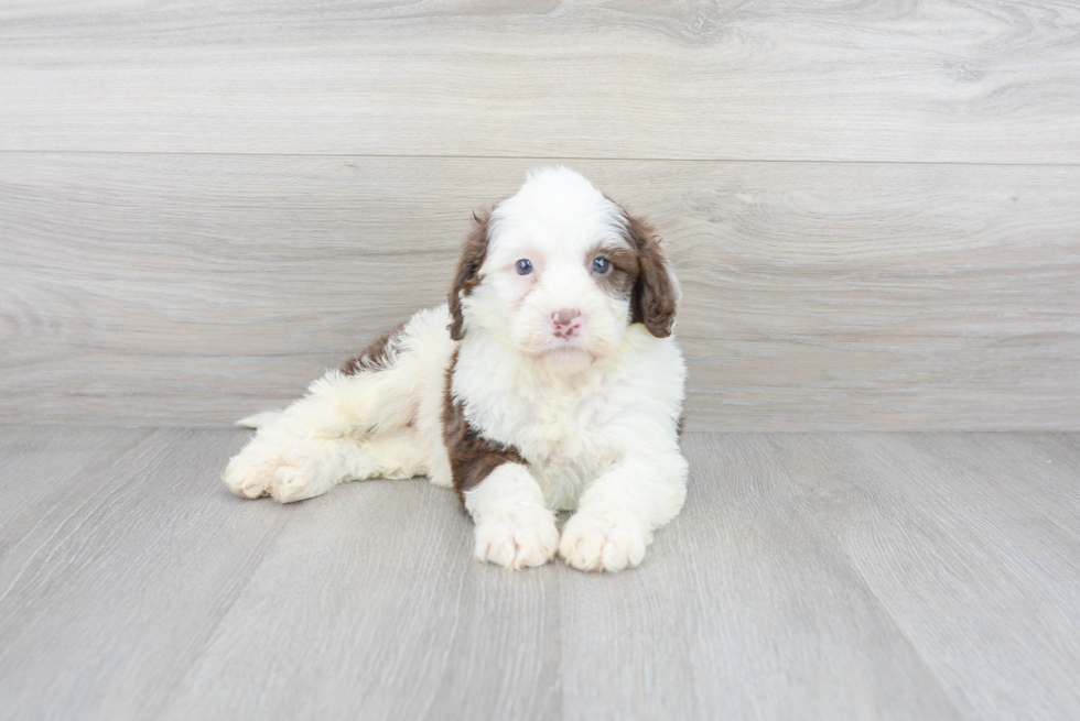 Meet Marquee - our Portuguese Water Dog Puppy Photo 1/3 - Premier Pups