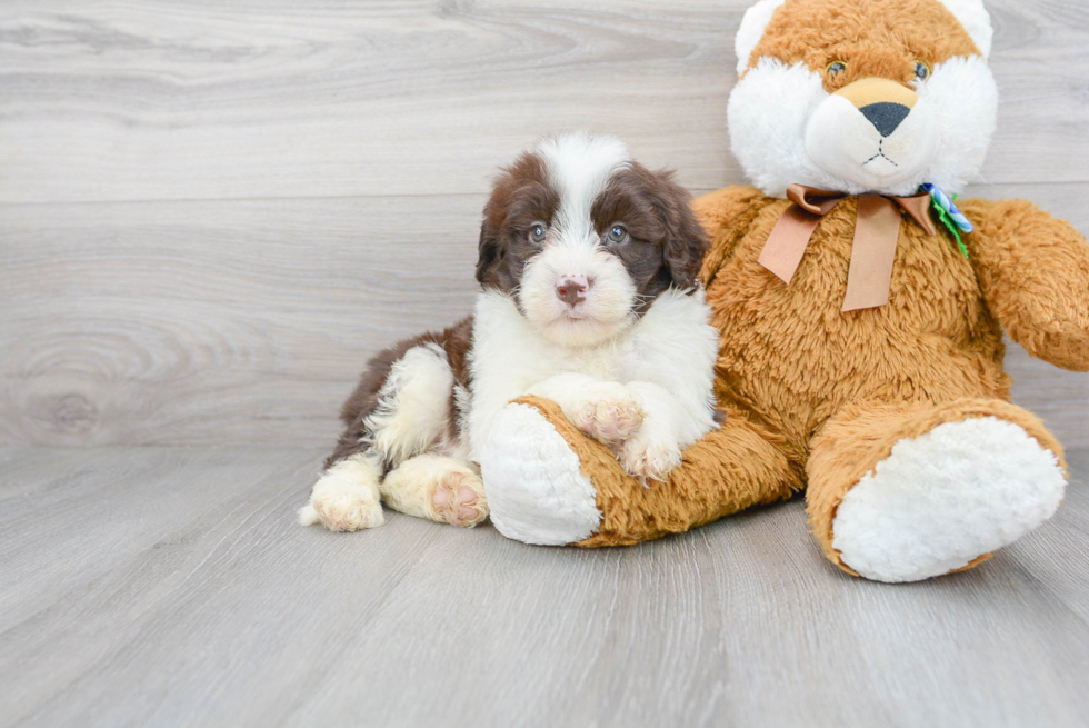 Meet Mayfield - our Portuguese Water Dog Puppy Photo 1/3 - Premier Pups