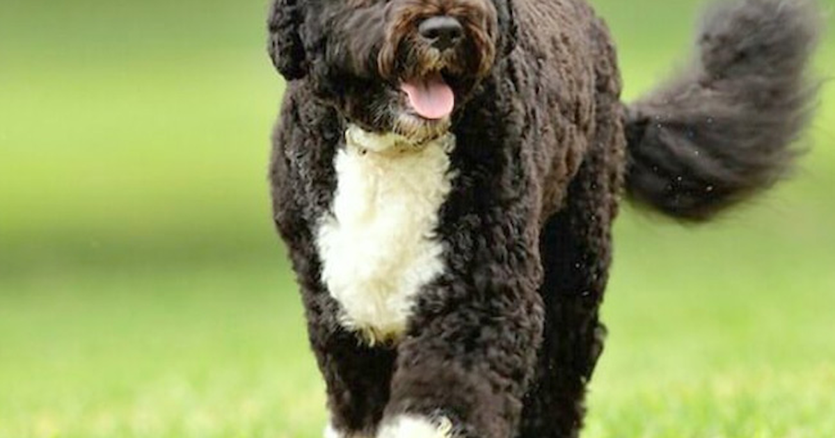 Portuguese Water Dog Puppies For Sale Near College Park, MD