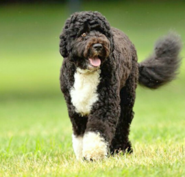 Portuguese Water Dog Puppies For Sale - Premier Pups