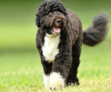 Portuguese Water Dog Puppies For Sale Premier Pups