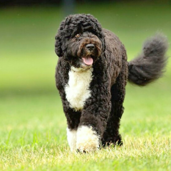 Black Portuguese Water Dog with white chest