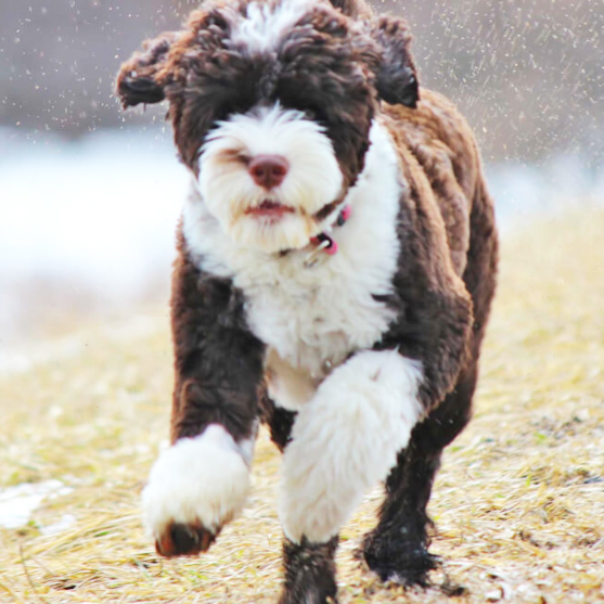 Black and white Portuguese Water Dog running