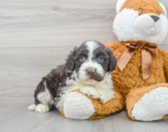 6 week old Portuguese Water Dog Puppy For Sale - Premier Pups