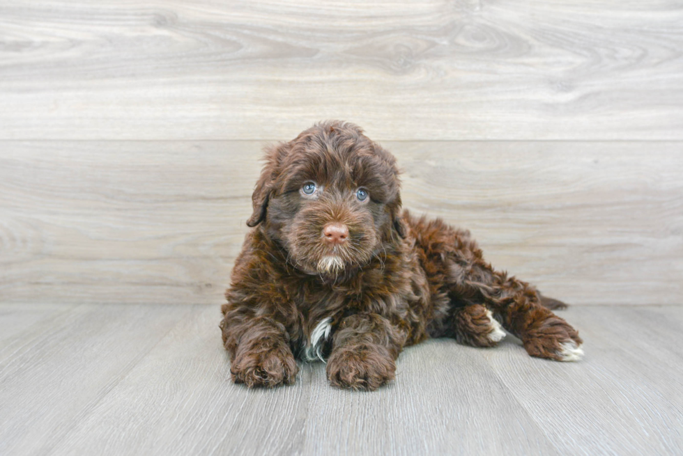Meet Reeses - our Portuguese Water Dog Puppy Photo 1/3 - Premier Pups