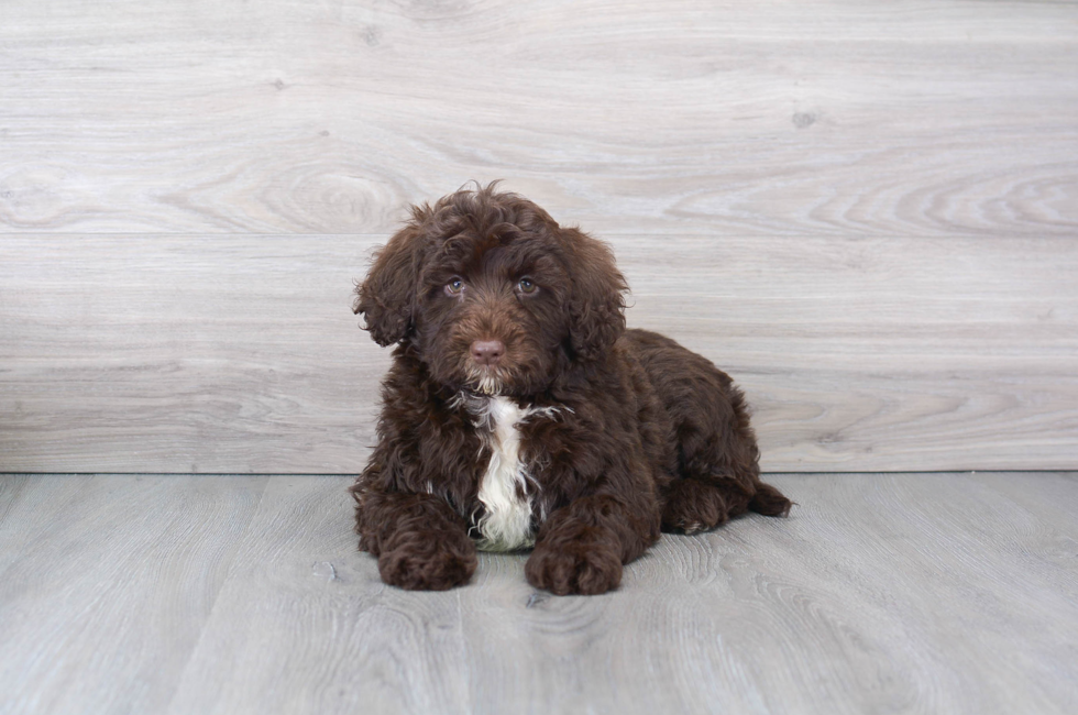 9 week old Portuguese Water Dog Puppy For Sale - Premier Pups