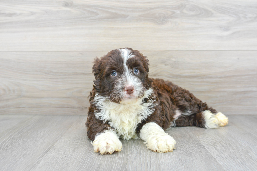 Portuguese Water Dog Pup Being Cute