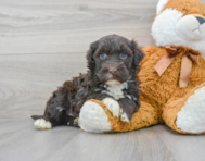 6 week old Portuguese Water Dog Puppy For Sale - Premier Pups
