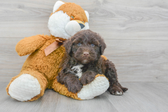 Smart Portuguese Water Dog Purebred Puppy