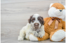 Best Portuguese Water Dog Baby