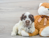7 week old Portuguese Water Dog Puppy For Sale - Premier Pups