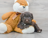 7 week old Portuguese Water Dog Puppy For Sale - Premier Pups