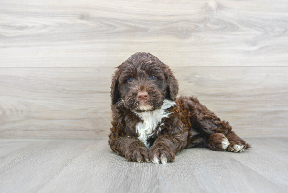 Meet Roxy - our Portuguese Water Dog Puppy Photo 2/3 - Premier Pups