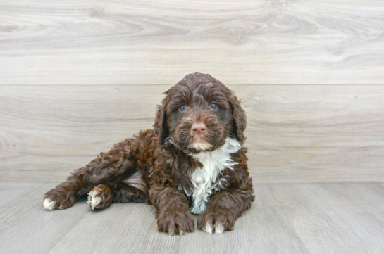 Playful Portuguese Water Dog Purebred Pup