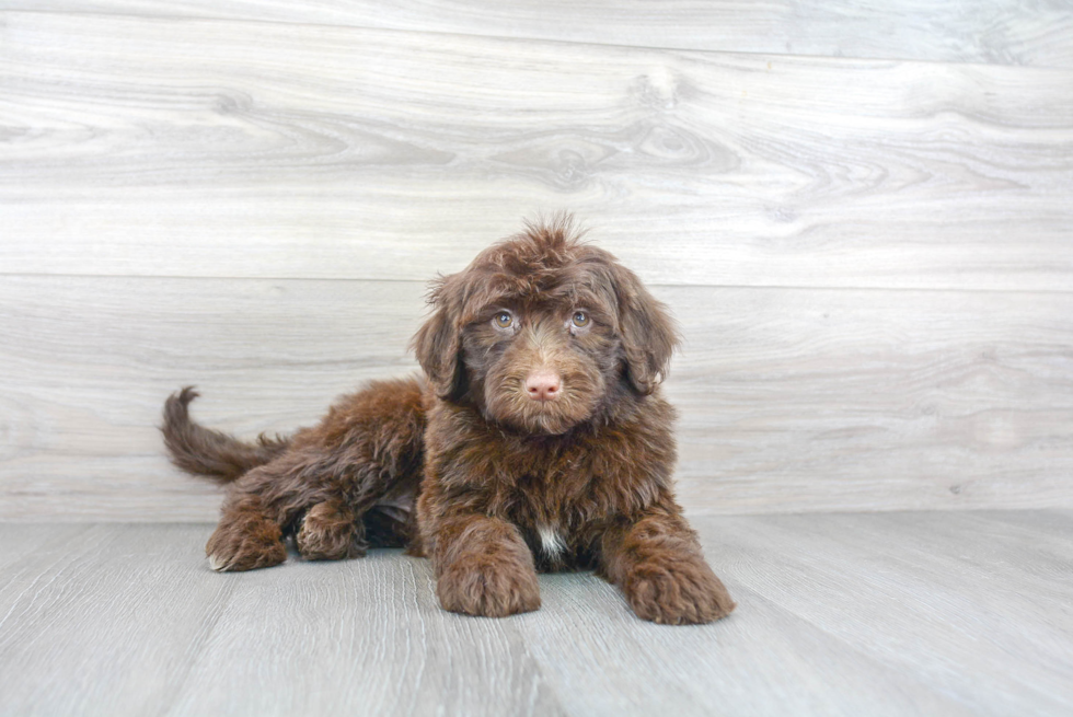 Funny Portuguese Water Dog Purebred Pup