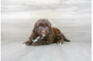Meet Stapleton - our Portuguese Water Dog Puppy Photo 2/3 - Premier Pups