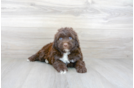 Meet Stapleton - our Portuguese Water Dog Puppy Photo 1/3 - Premier Pups
