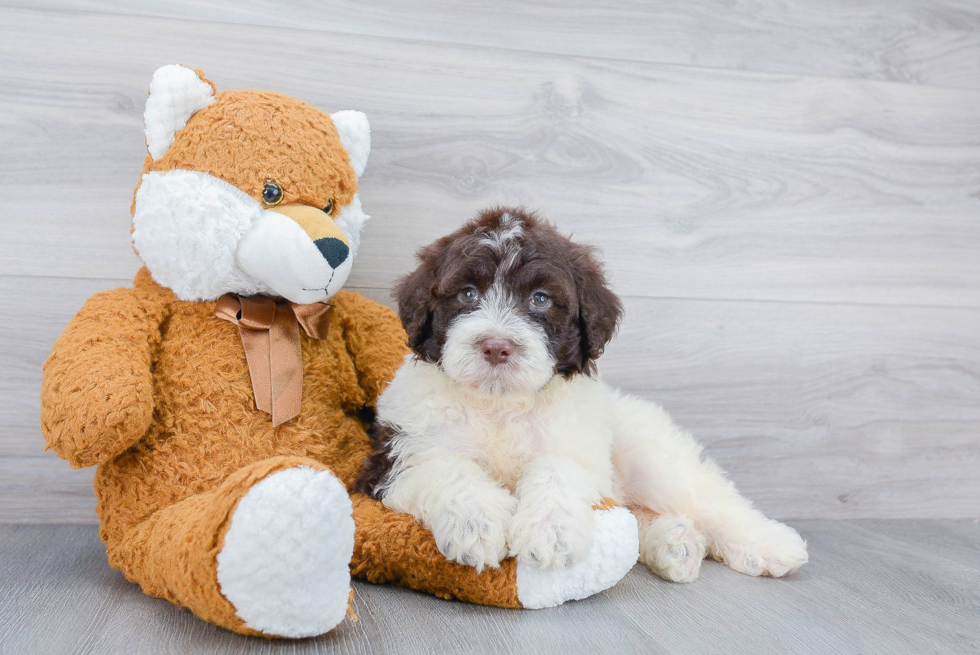 Portuguese Water Dog Puppy for Adoption