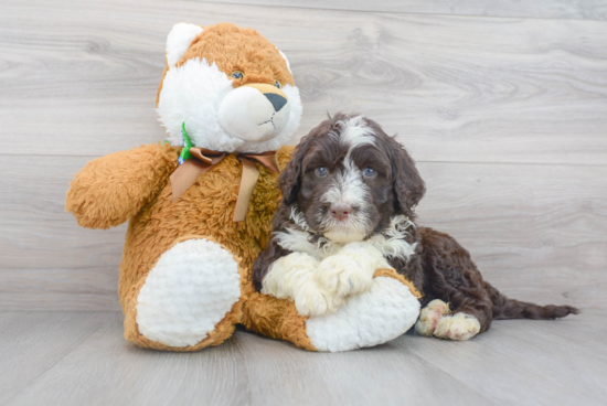 Petite Portuguese Water Dog Purebred Puppy