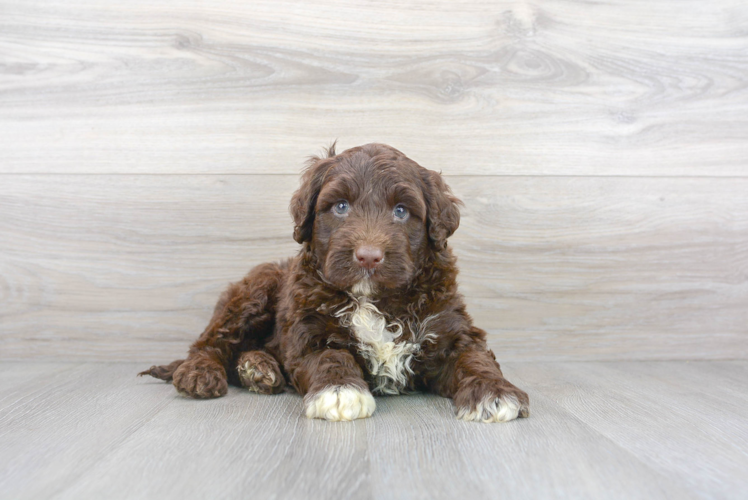 Meet Tucker - our Portuguese Water Dog Puppy Photo 1/3 - Premier Pups