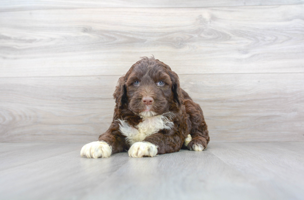 Meet Tyler - our Portuguese Water Dog Puppy Photo 1/3 - Premier Pups