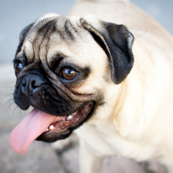 Fawn Pug with light-coloured coat