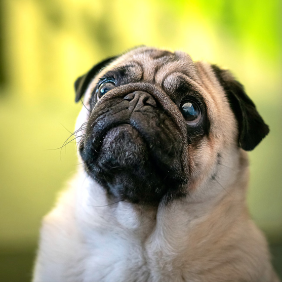 Fawn Pug with black mask and black ears